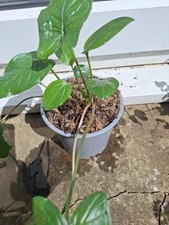 Arum Lily Maculatum Lords and