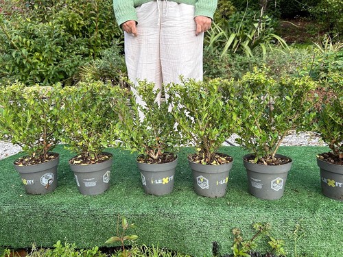Ilex crenata evergreen - ,