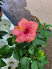RED HIBISCUS INDIAN VARIETY
