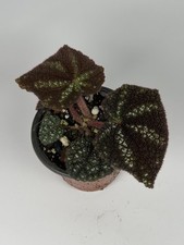 Begonia Kui RARE Terrarium