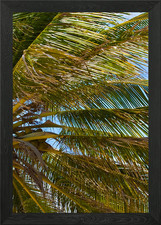 Tropical Coconut Palm Tree