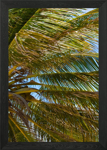 Tropical coconut palm tree - coconut,