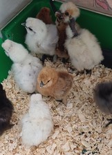 box of 6 Silkie eggs (Good