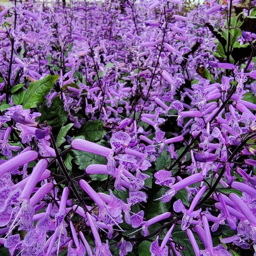 Mona lavender perennial - mona,