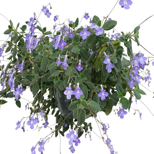 Species streptocarpus - species,