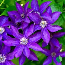 Clematis President in 1 ltr