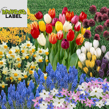 300 x Spring Flowering Bulbs