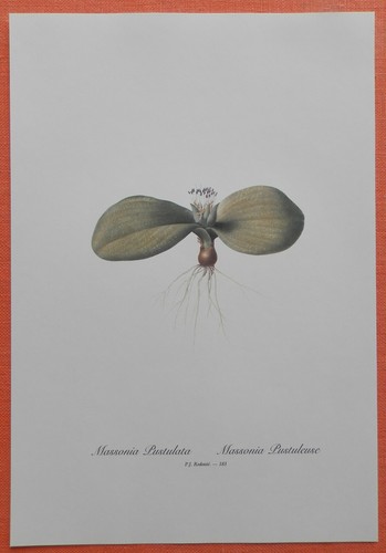 Massonia pustulata facsimile - pustulata,