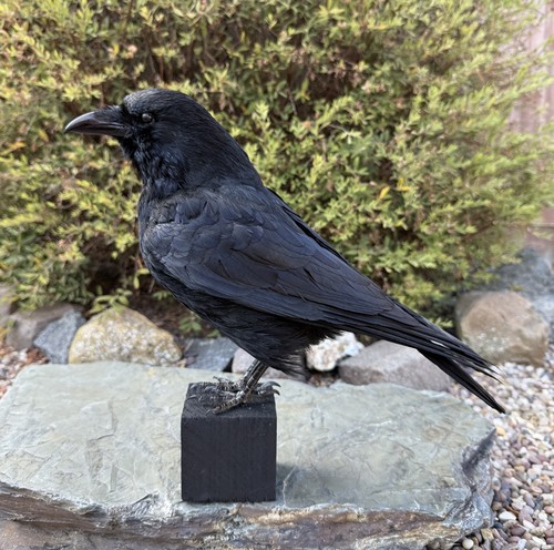 Taxidermy crow not - 🎃,