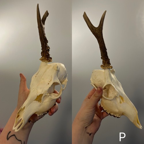 Unicorn roe skull taxidermy - unicorn,