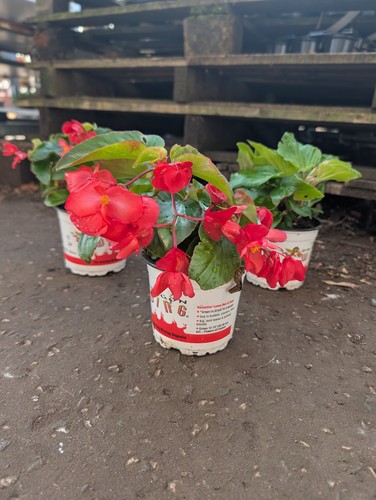 Red begonia plants in 12 - 3,