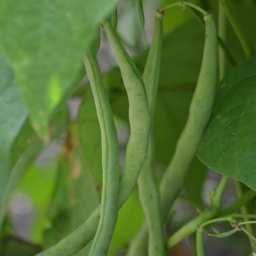 Organic climbing french bean - french,