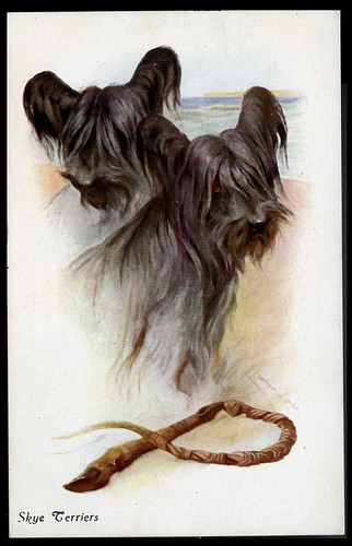Skye terrier dog art - dog,