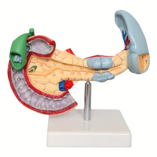 Medical anatomy size - medical,