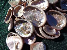 6 X PINK ABALONE SEA SHELLS  4