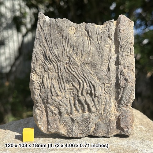 Mahoumacrinus fossil crinoid