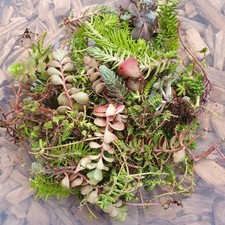 Hardy Sedum Cuttings Mix