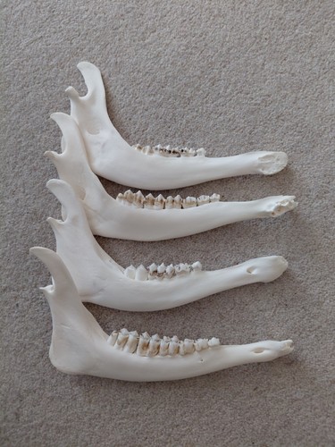 Fallow deer jaw bones - fallow, 4