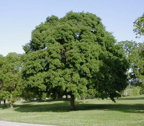 Sugar maple tree saplings - 4,