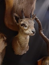 Taxidermy Duiker kudu