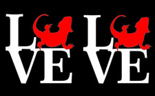 Two Pack of Bearded Dragon