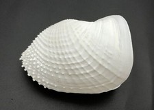 Rare wide wing shell Barnea dilatata from the Indo-Pacific 80mm