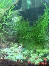  java moss
