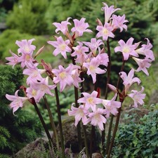 Amaryllis belladonna hybrid -