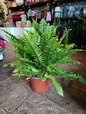 Boston Fern | Indoor fern | 17