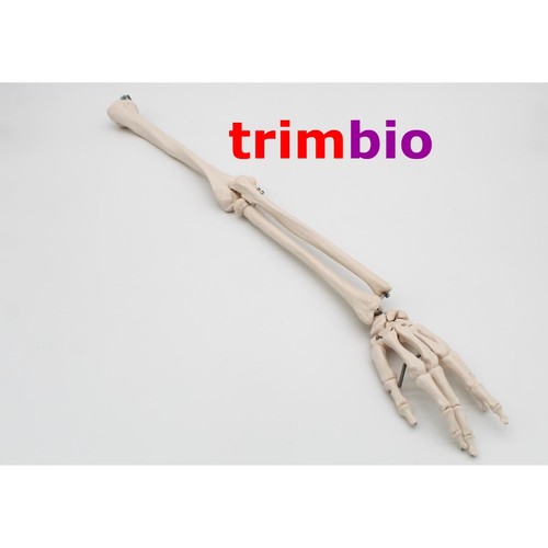 Life size right arm model - right,