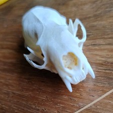 Real Mink Animal Skull Head
