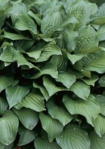 Hosta royal standard large - royal,