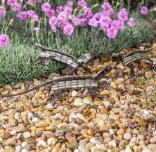 Handcrafted Metal Lizard