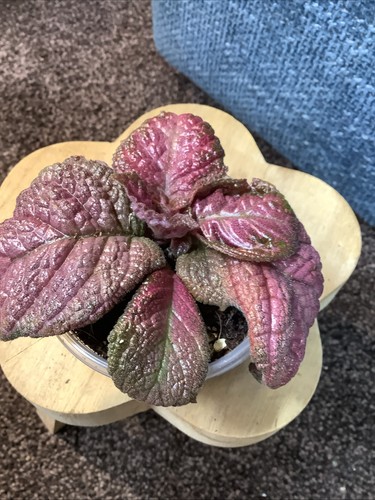 Episcia flame violet - or,