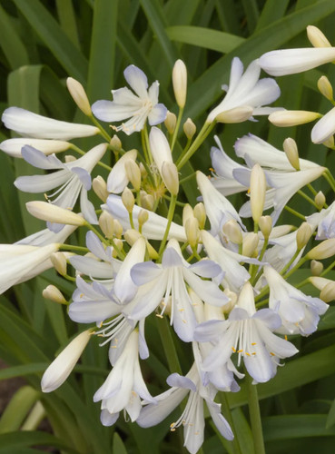 Agapanthus silver baby - baby, 2l