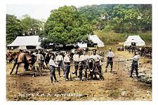 ptc1476 - Notts - Royal Horse