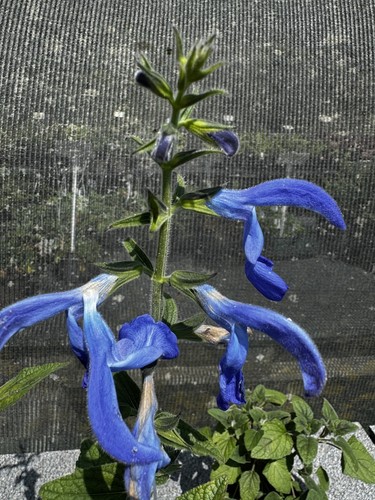 Salvia patens giant form - giant,