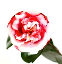 Camellia japonica cv GENERAL