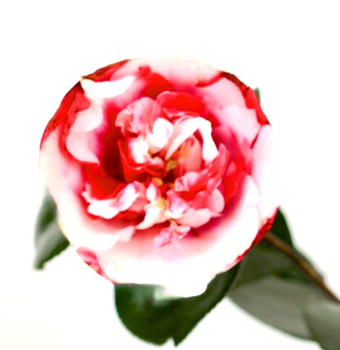Camellia japonica general - camellia,