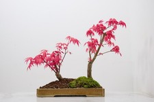 'Deshojo' Japanese Twin Maple