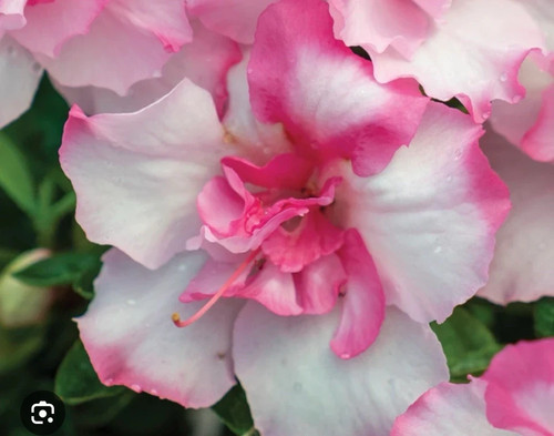 Kiss azalea well rooted - azalea,