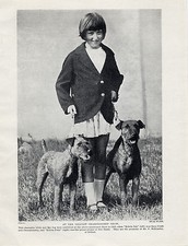 IRISH TERRIER NAMED DOGS AND GIRL AT BELFAST SHOW OLD ORIGINAL 1930'S DOG PRINT
