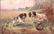 Hunting Dogs Cocker Spaniels