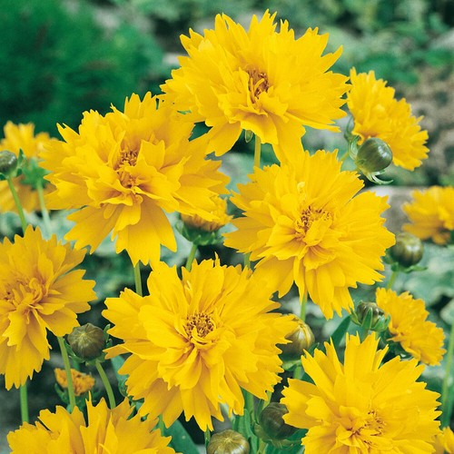 Flowering perennial coreopsis - flowering,