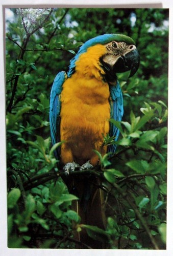 Postcard blue gold macaw - -, &