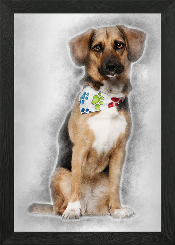 Dog cross breed - , bea