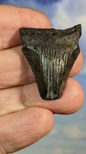 Megalodon juvenile shark - megalodon,