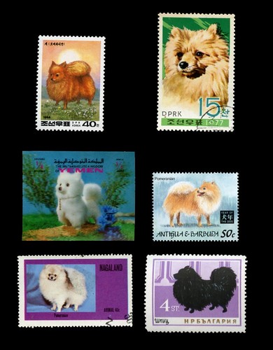 Pomeranian pom spitz - pom,
