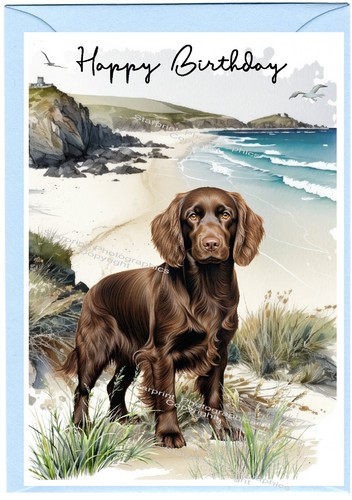 Cocker spaniel dog - spaniel, (working)