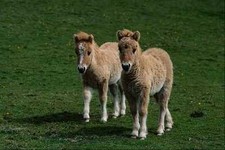 802025 Shetland Foals A4 Photo Print